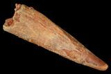 Fossil Pterosaur (Siroccopteryx) Tooth - Morocco #178528-1